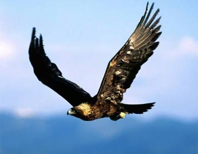 golden-eagle